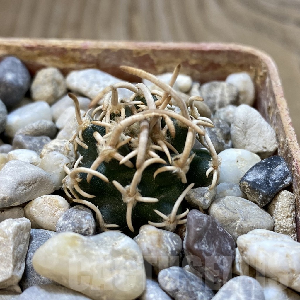 SH18778 Pediocactus peeblesianus PJR 521, grafted - Image 2