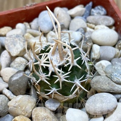 SH18779 Pediocactus peeblesianus v. fickeisenii PJR 570, grafted