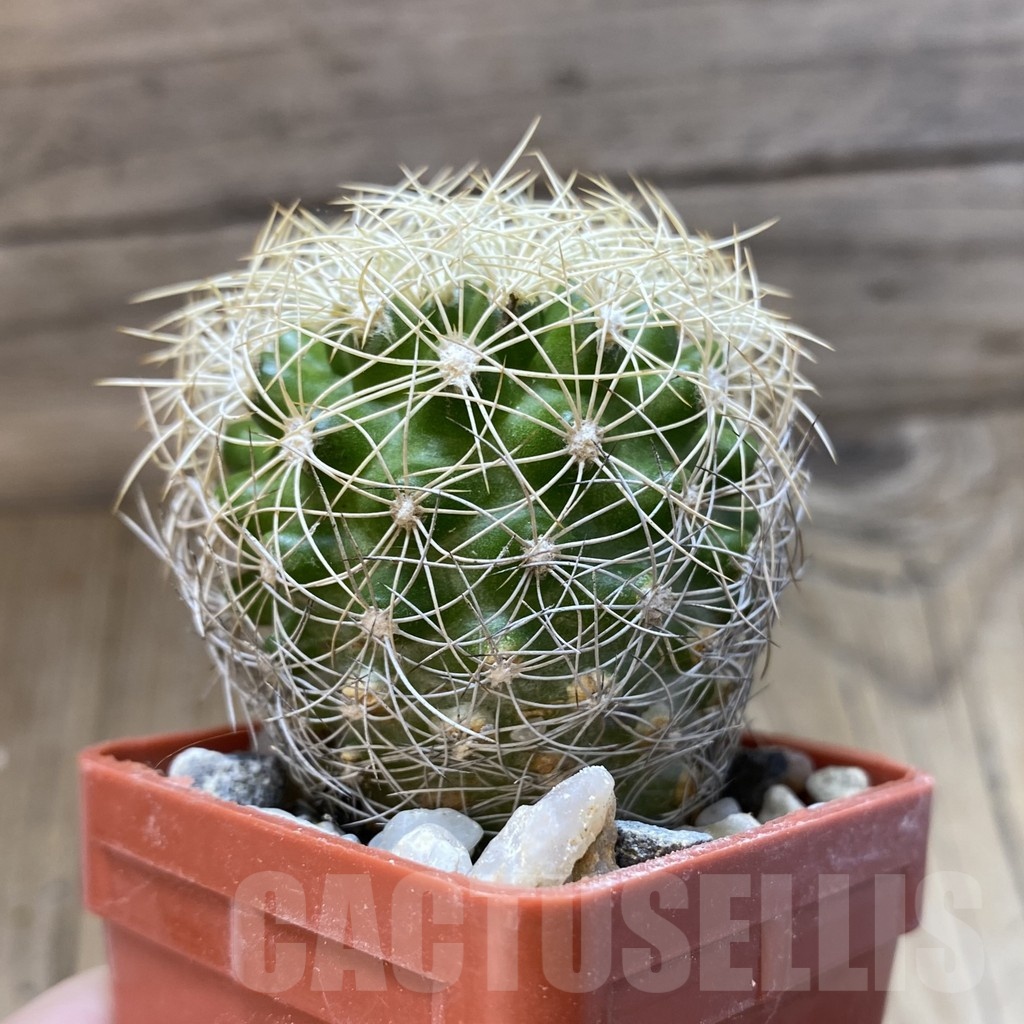 SH18792 Discocactus araneispinus MH 733, own roots - Image 2