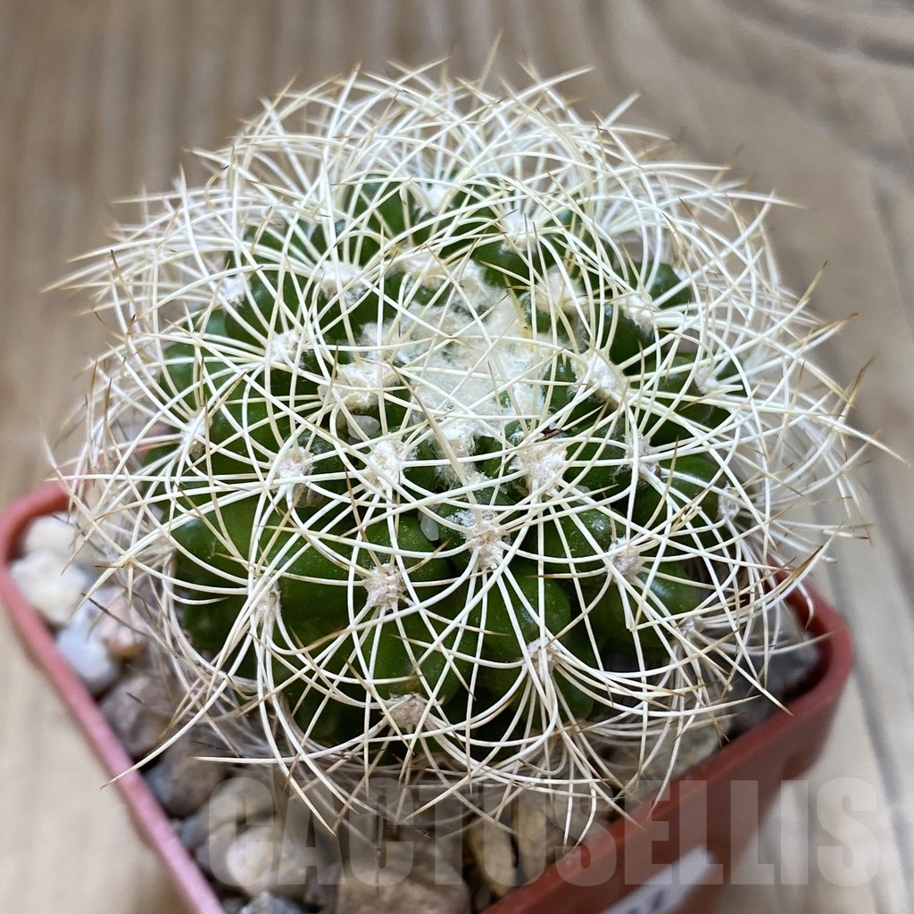 SH18793 Discocactus araneispinus MH 733, own roots
