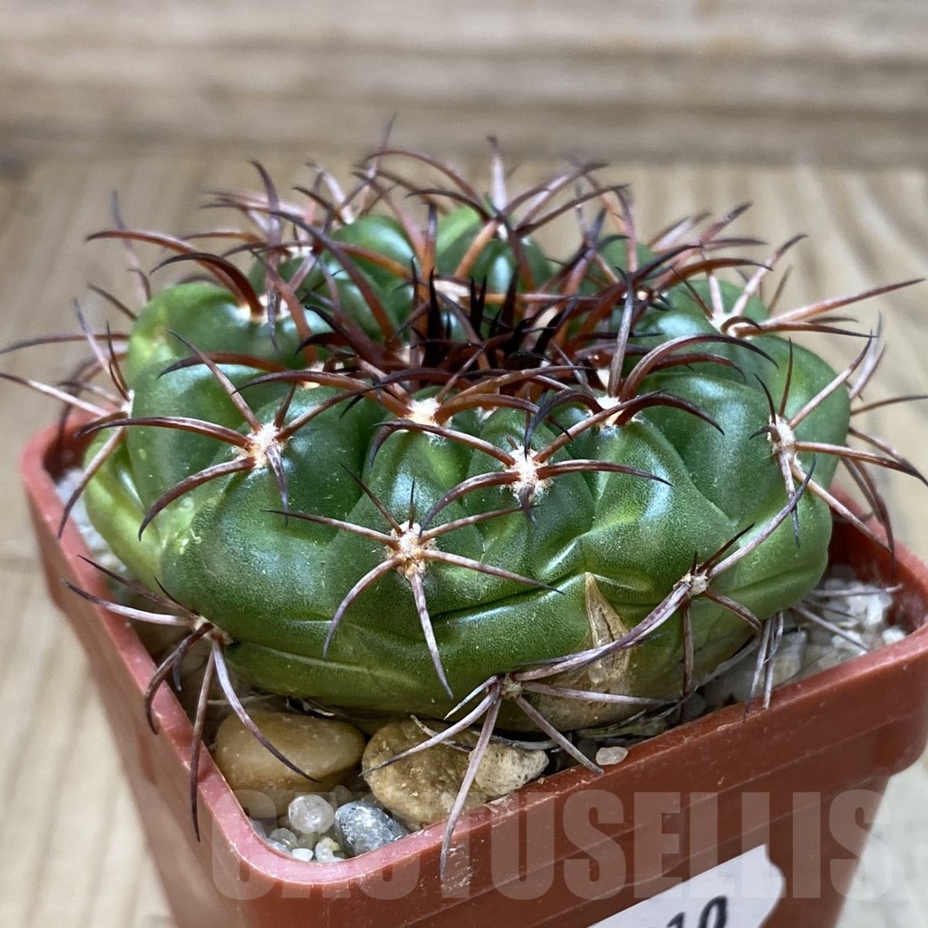 SH18810 Discocactus aff. pugionacanthus MH615, own roots - Image 2