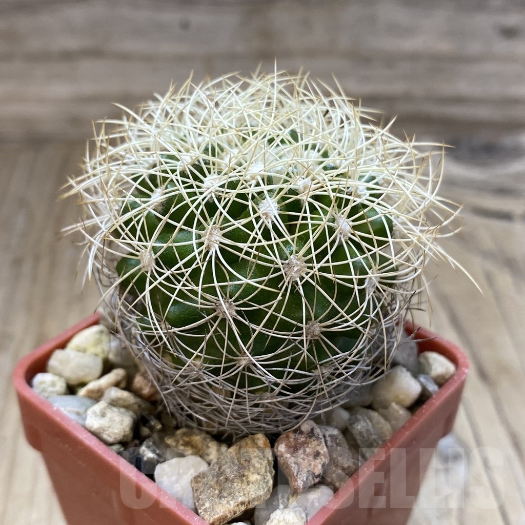 SH18793 Discocactus araneispinus MH 733, own roots - Image 2