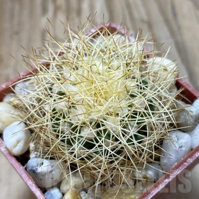 SH18794 Discocactus horstiorum MH 738, own roots