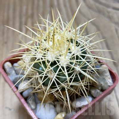 SH18796 Discocactus zehntneri MH 835, own roots