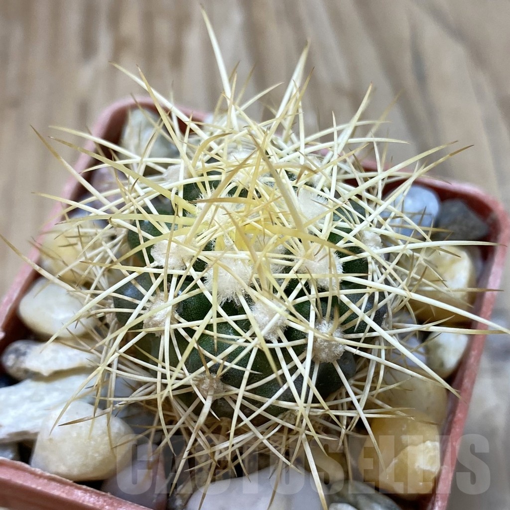 SH18797 Discocactus zehntneri MH 835, own roots