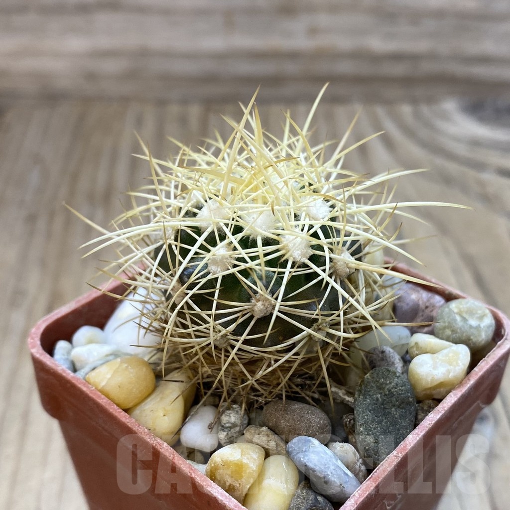 SH18797 Discocactus zehntneri MH 835, own roots - Image 2