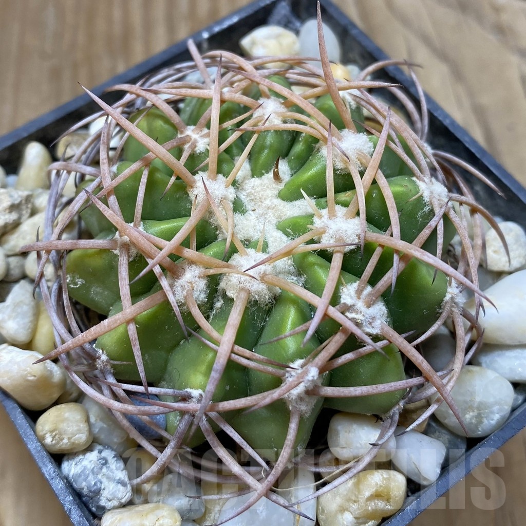 SH18800 Discocactus aff. bahiensis MH 719, own roots