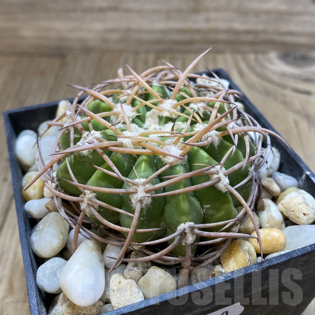 SH18800 Discocactus aff. bahiensis MH 719, own roots - Image 2