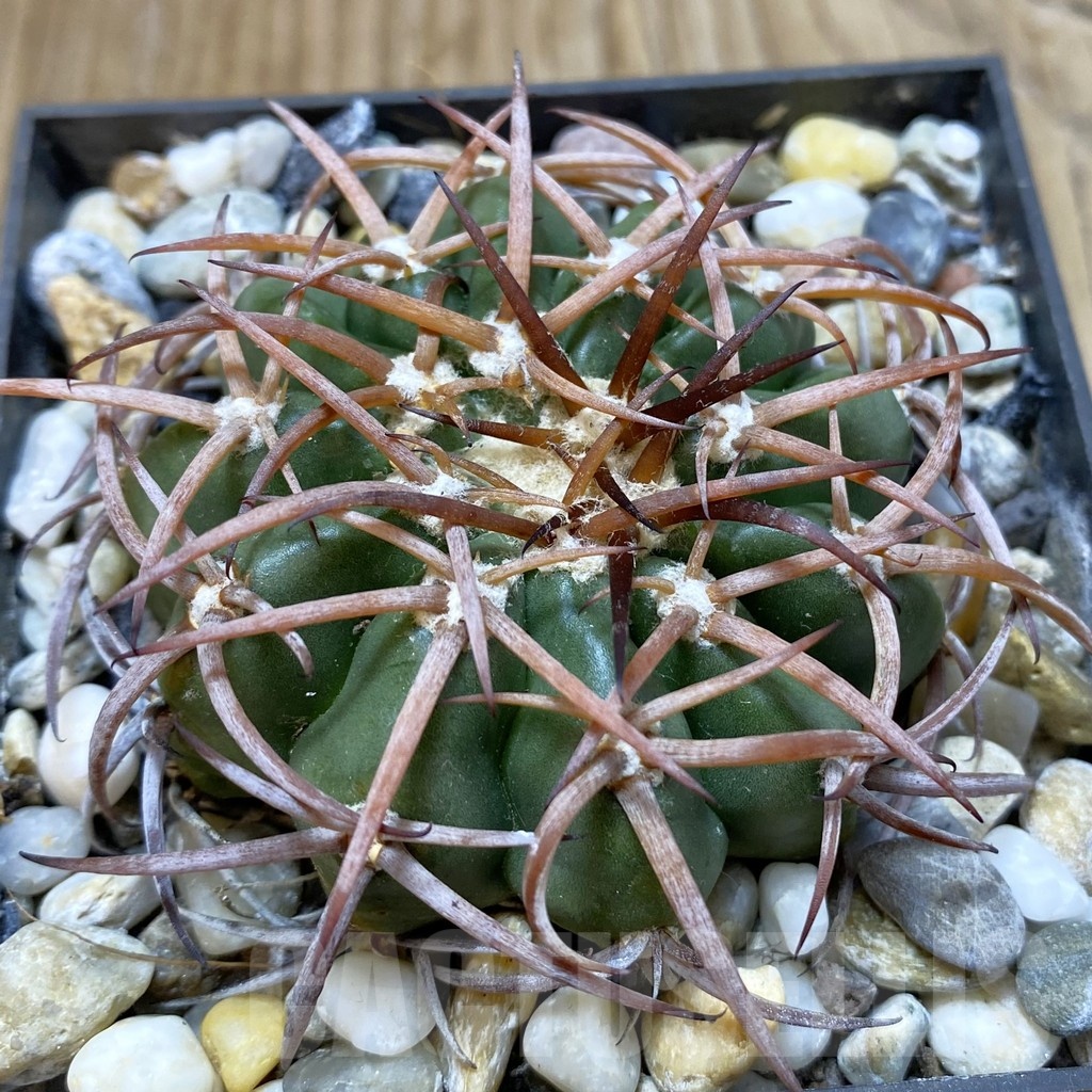 SH18801 Discocactus aff. subviridigriseus MH 726, own roots