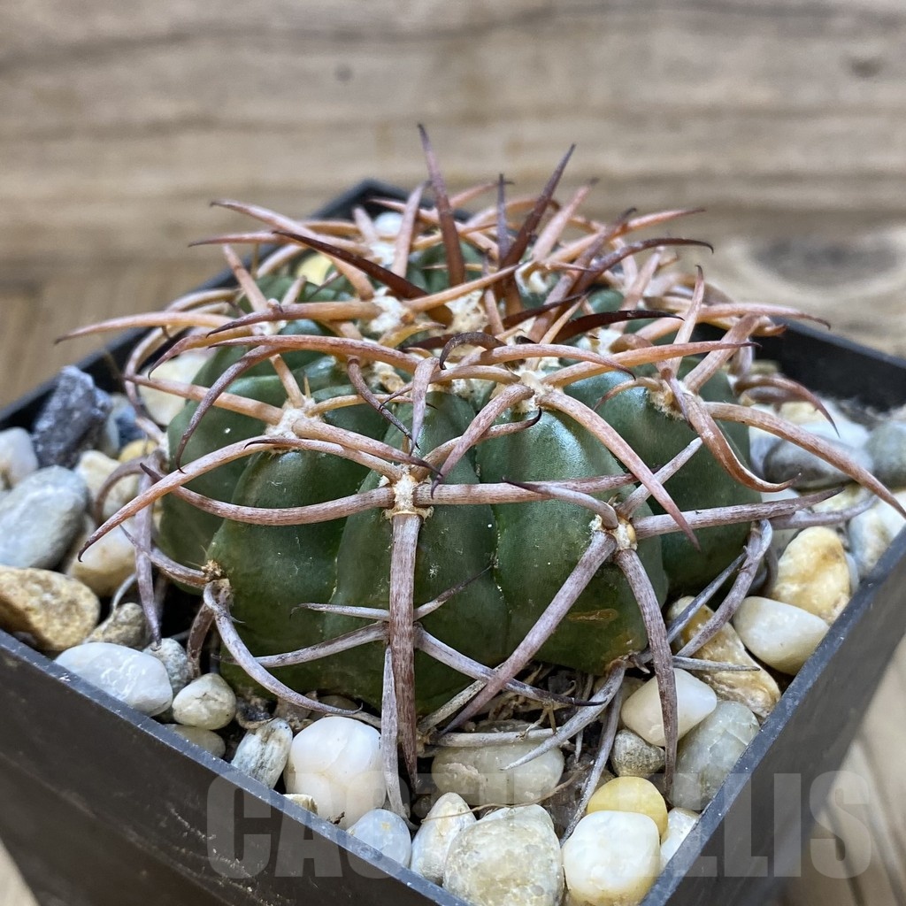 SH18801 Discocactus aff. subviridigriseus MH 726, own roots - Image 2