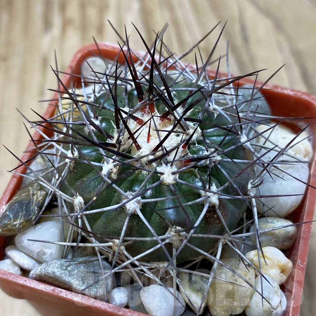SH18802 Discocactus lindaianus , own roots