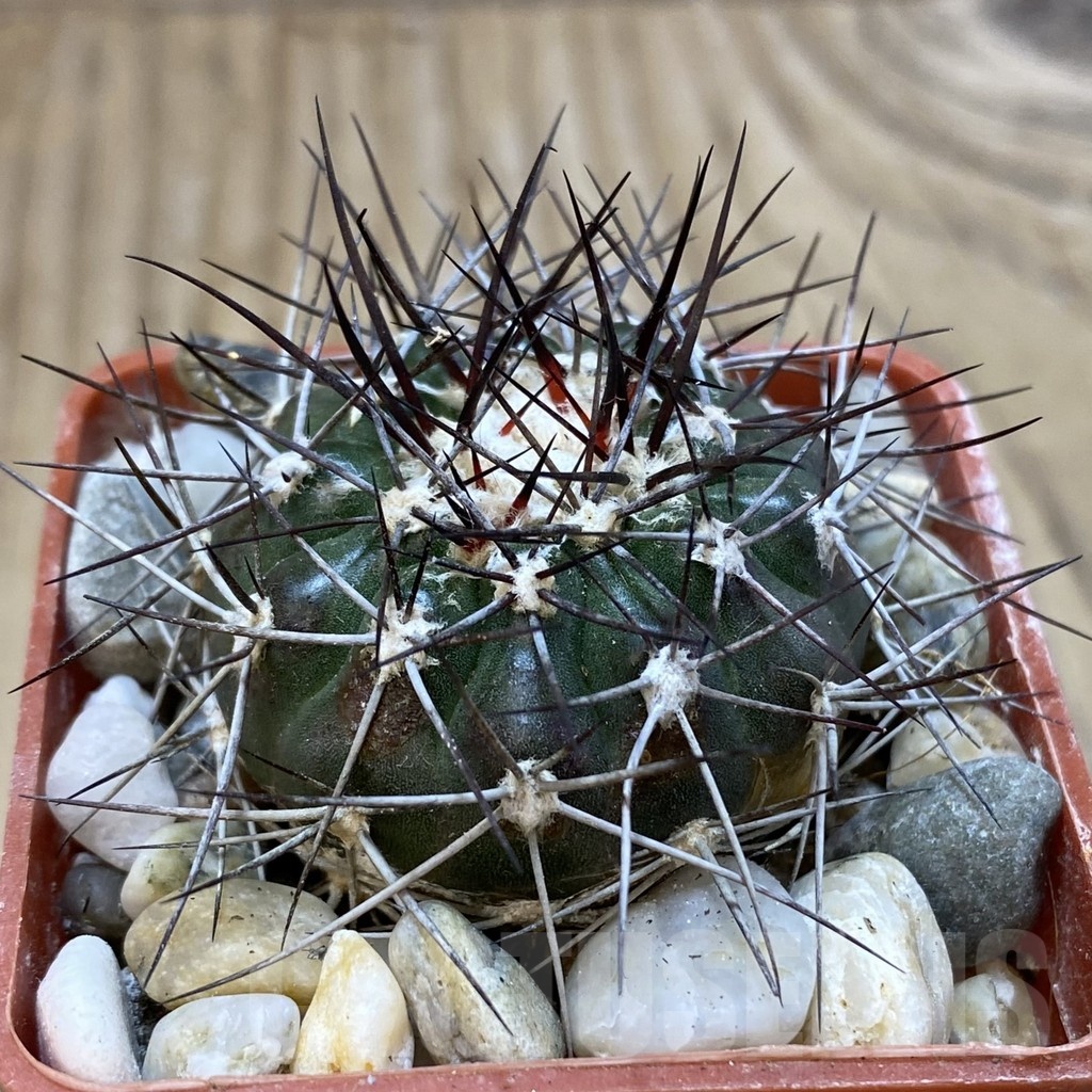 SH18802 Discocactus lindaianus , own roots - Image 2