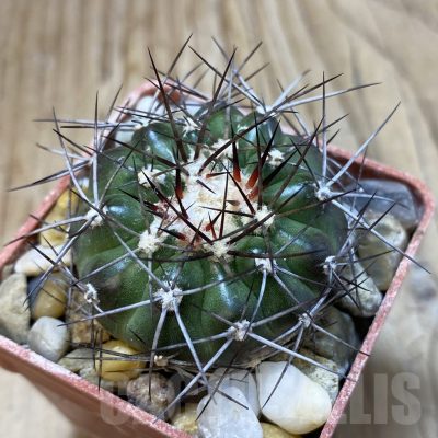 SH18803 Discocactus lindaianus , own roots