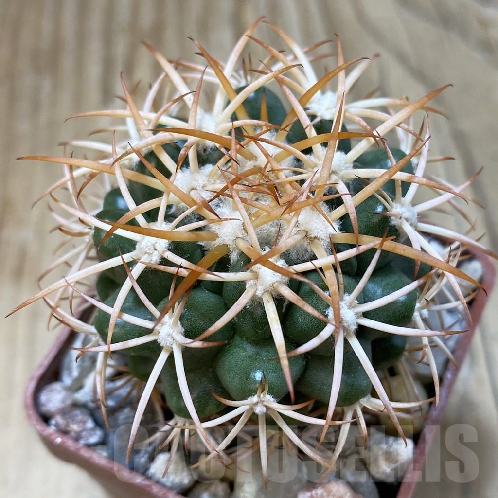 SH18812 Discocactus petr-halfari MH725, own roots