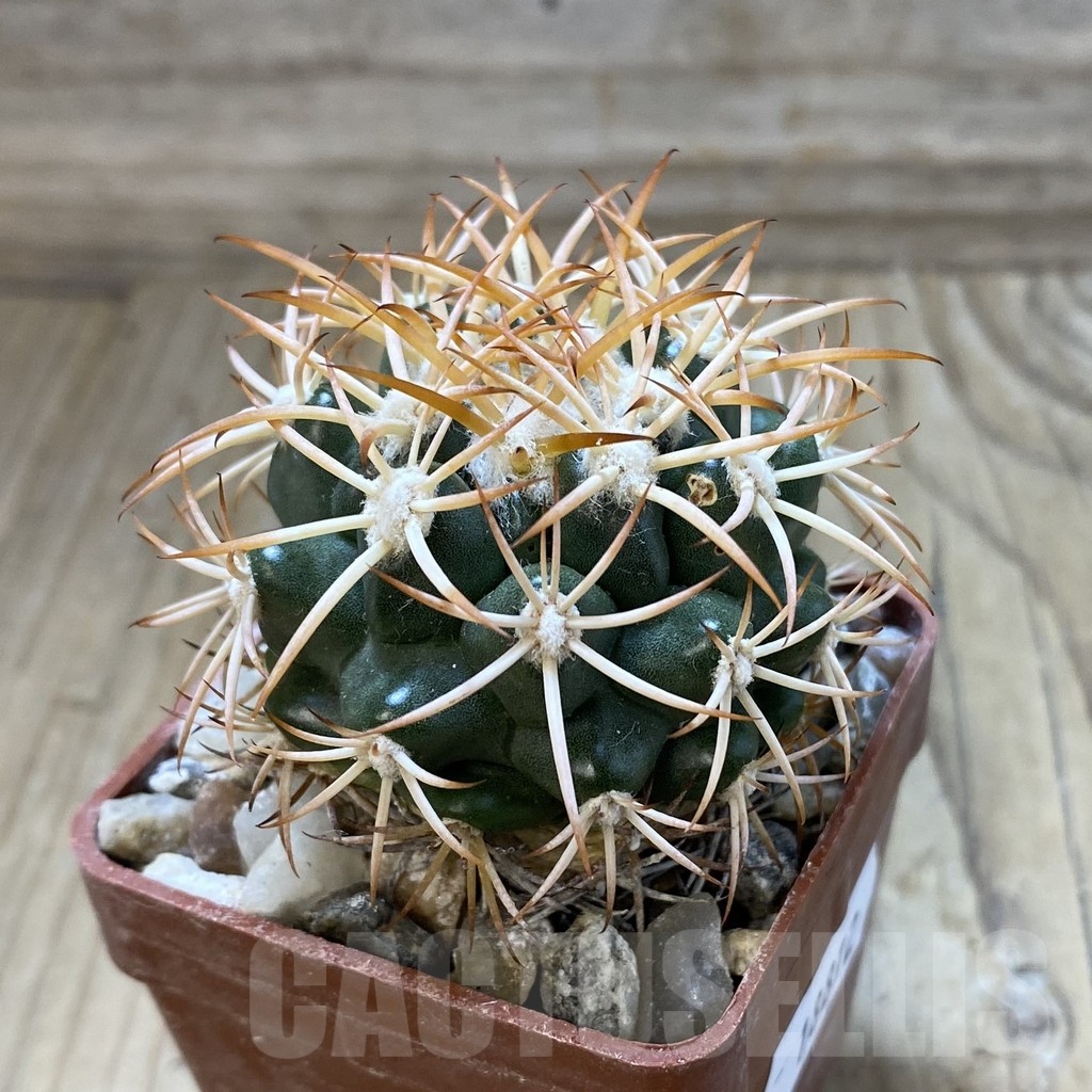SH18812 Discocactus petr-halfari MH725, own roots - Image 2