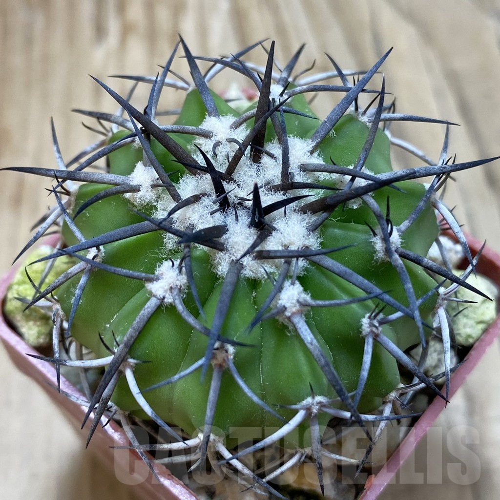 SH18816 Discocactus alteolens MH 587, own roots