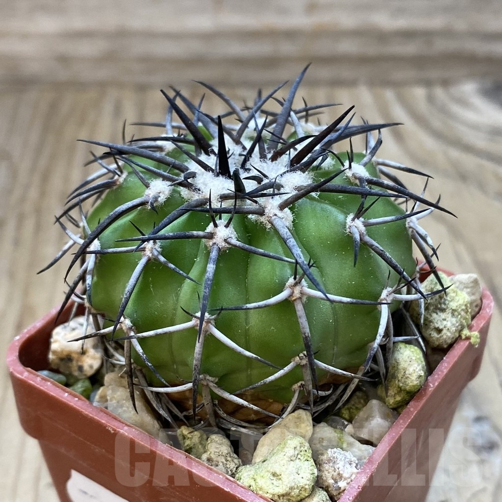 SH18816 Discocactus alteolens MH 587, own roots - Image 2