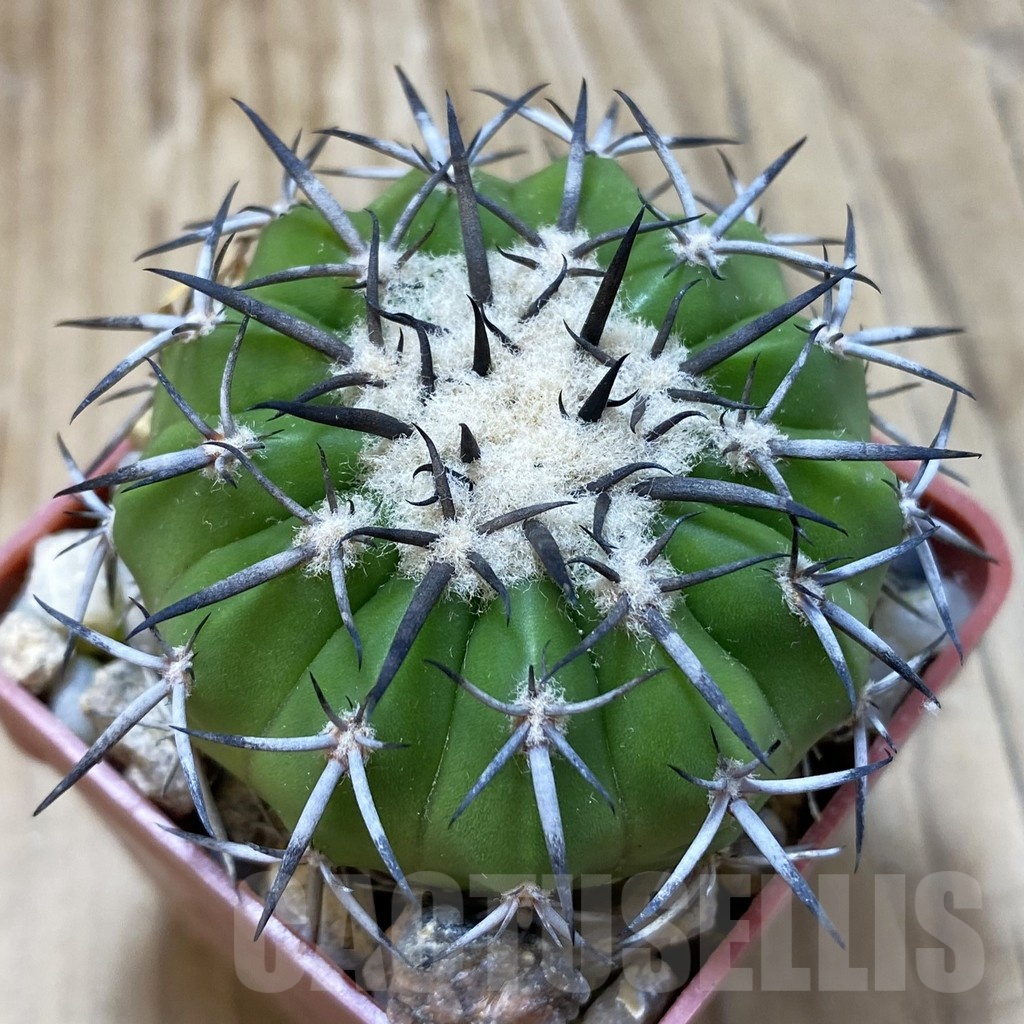SH18817 Discocactus alteolens MH 587, own roots