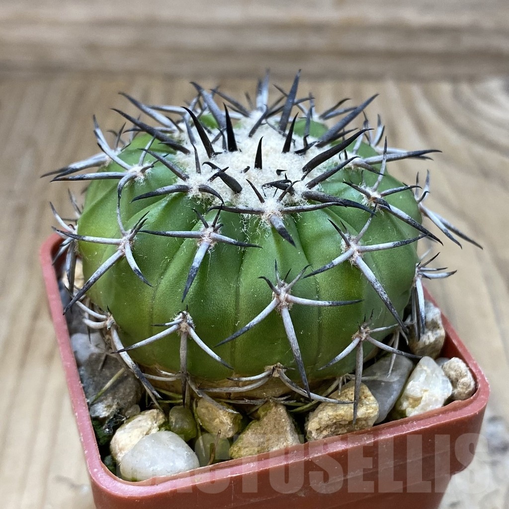 SH18817 Discocactus alteolens MH 587, own roots - Image 2