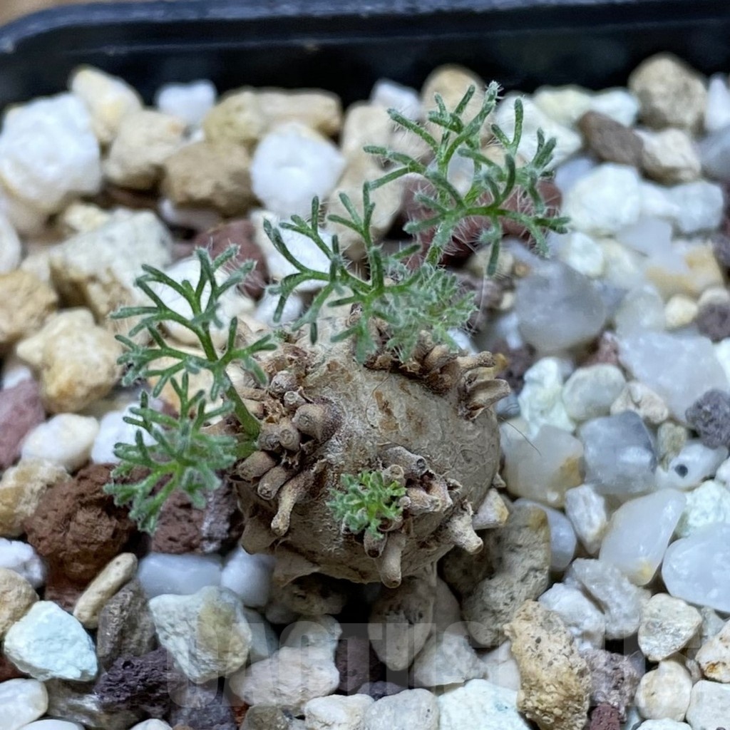 SH18757 Sarcocaulon peniculinum