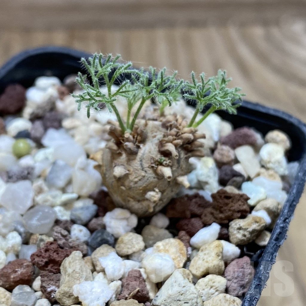 SH18757 Sarcocaulon peniculinum - Image 2