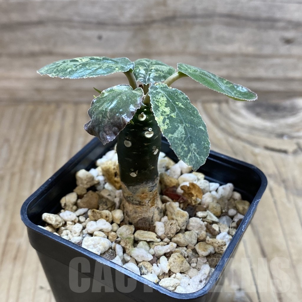 SH18762 Dorstenia foetida f. variegata - Image 2