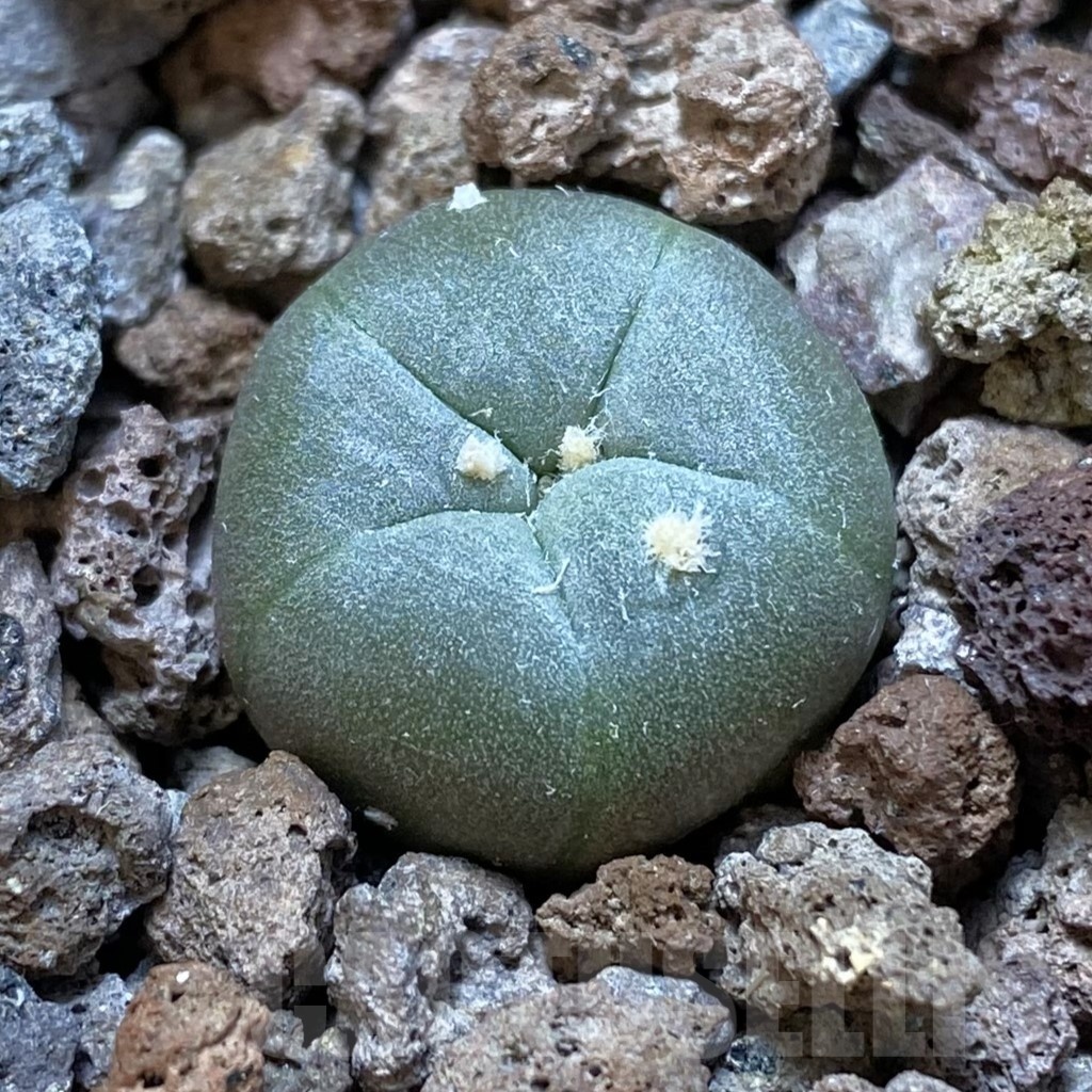 SH18764 Anhalonium alberto-vojtechii VM 758