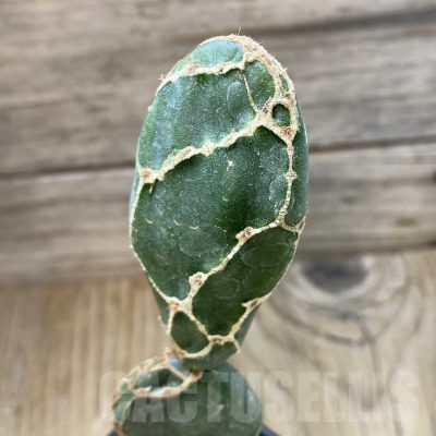 SH18765 Opuntia 'Cobra'