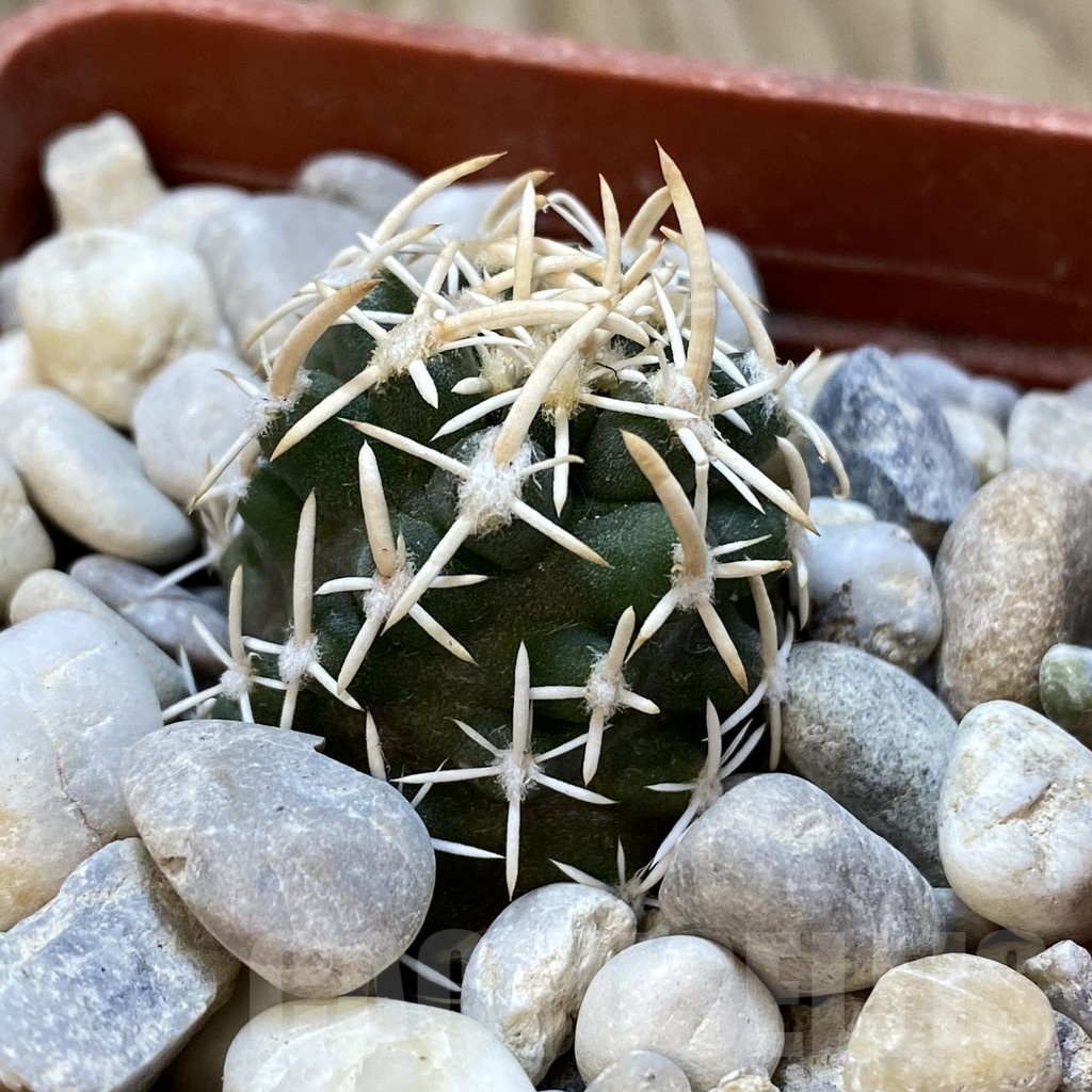 SH18772 Pediocactus peeblesianus v. fickeisenii PJR 541, grafted - Image 2