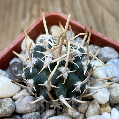 SH18775 Pediocactus peeblesianus v. fickeisenii PJR 458, grafted