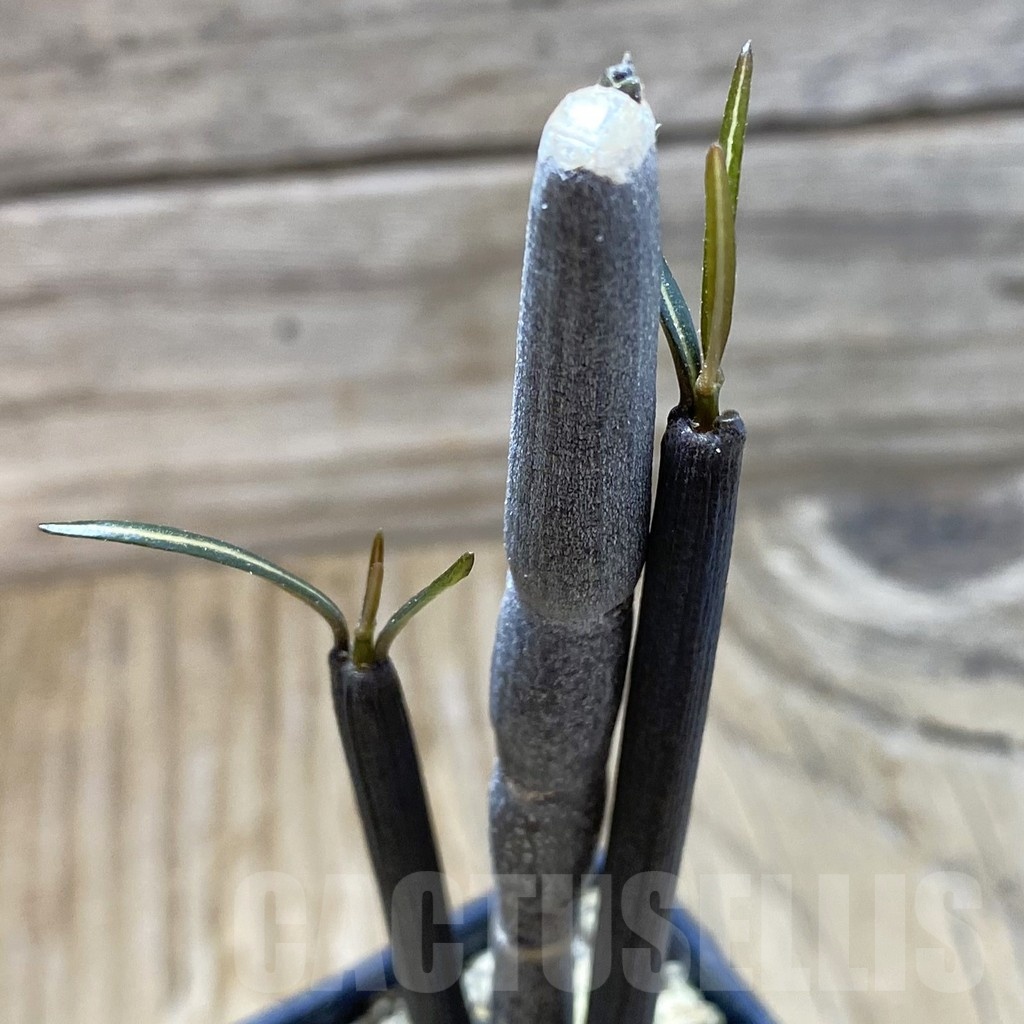 SH18909 Ceropegia fusca, seedling
