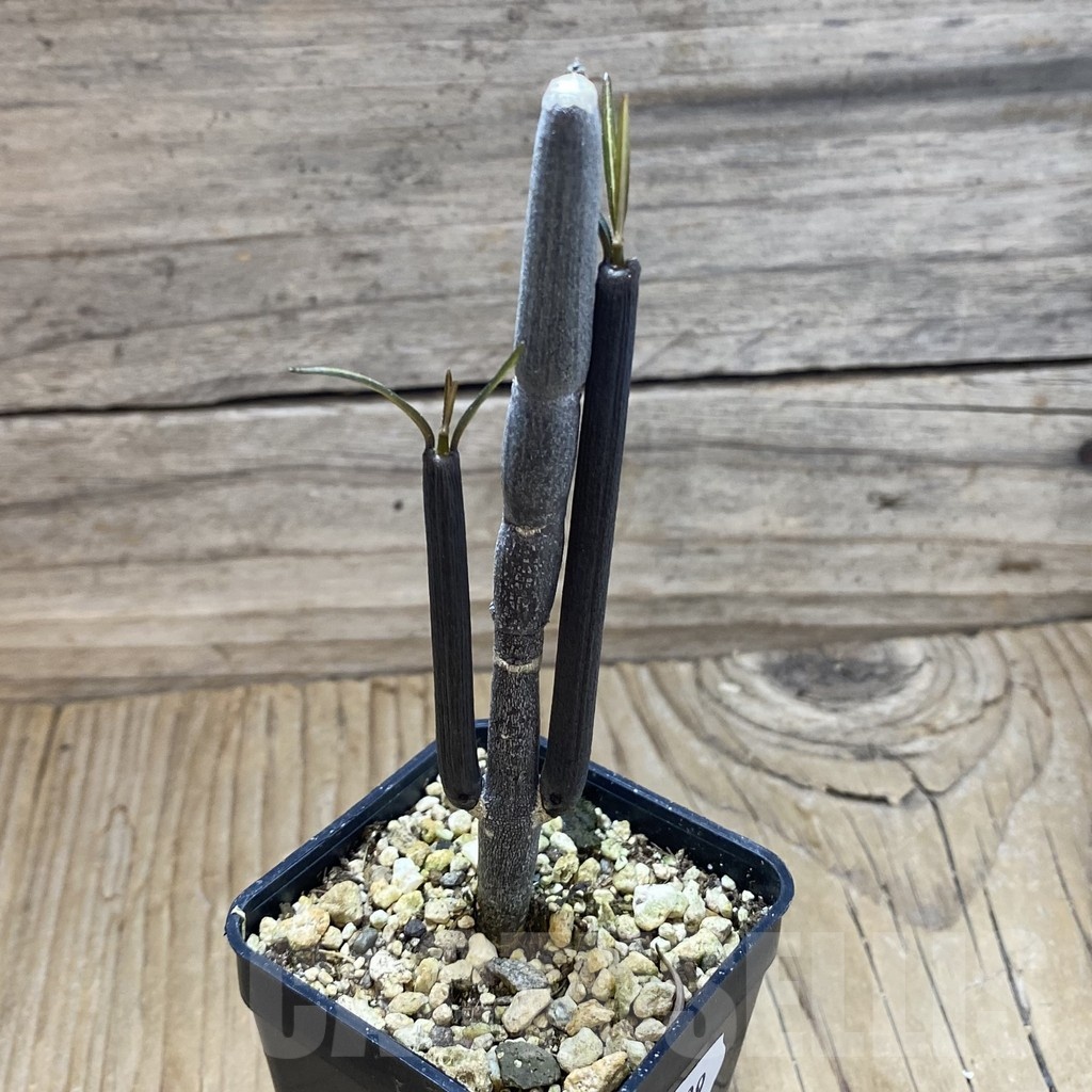 SH18909 Ceropegia fusca, seedling - Image 2