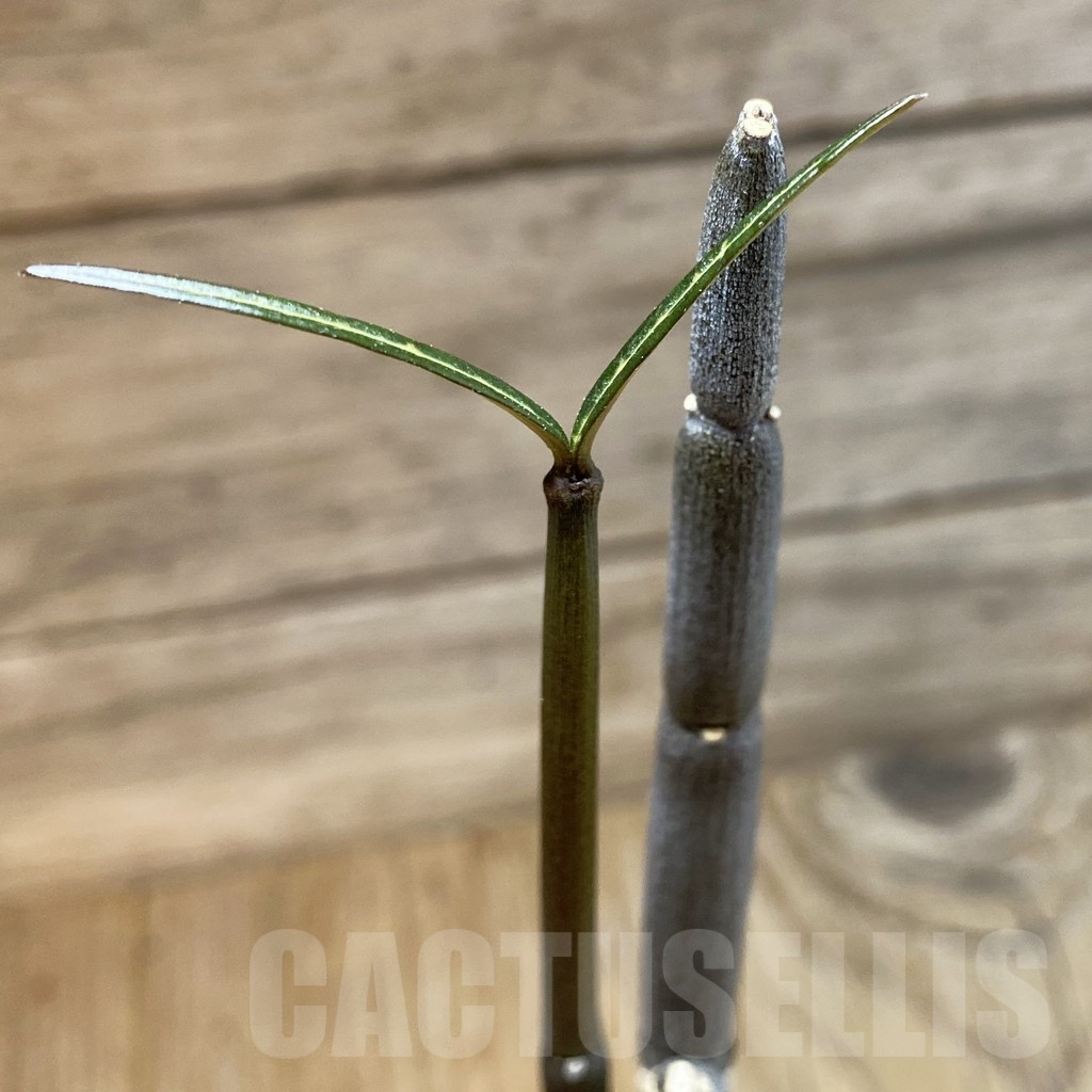 SH18910 Ceropegia fusca, seedling