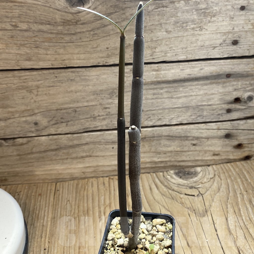 SH18910 Ceropegia fusca, seedling - Image 2