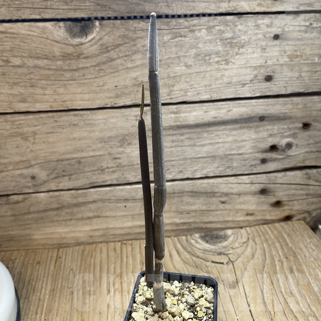 SH18911 Ceropegia fusca, seedling - Image 2