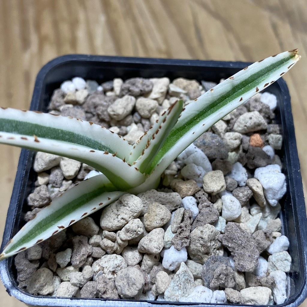 SH18914 Agave victoriae-reginae 'White Rhino' - Image 2
