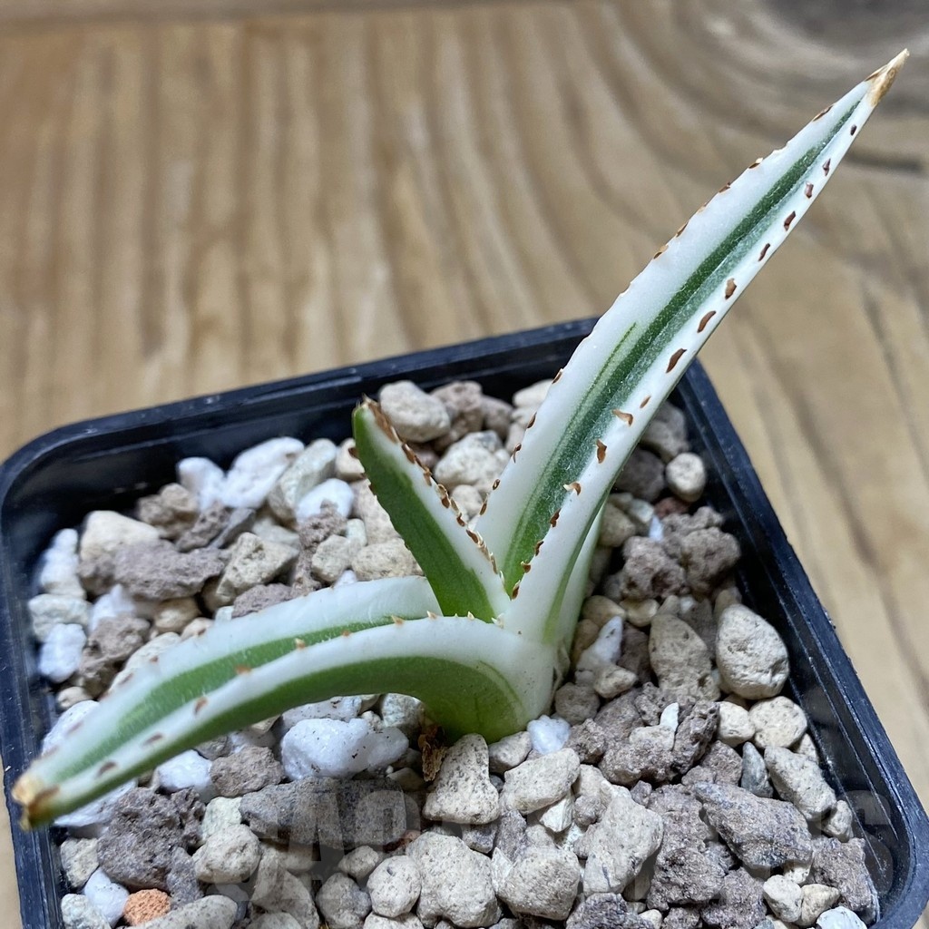 SH18914 Agave victoriae-reginae 'White Rhino'