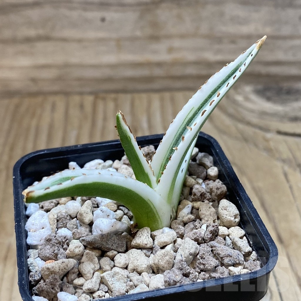 SH18914 Agave victoriae-reginae 'White Rhino' - Image 3