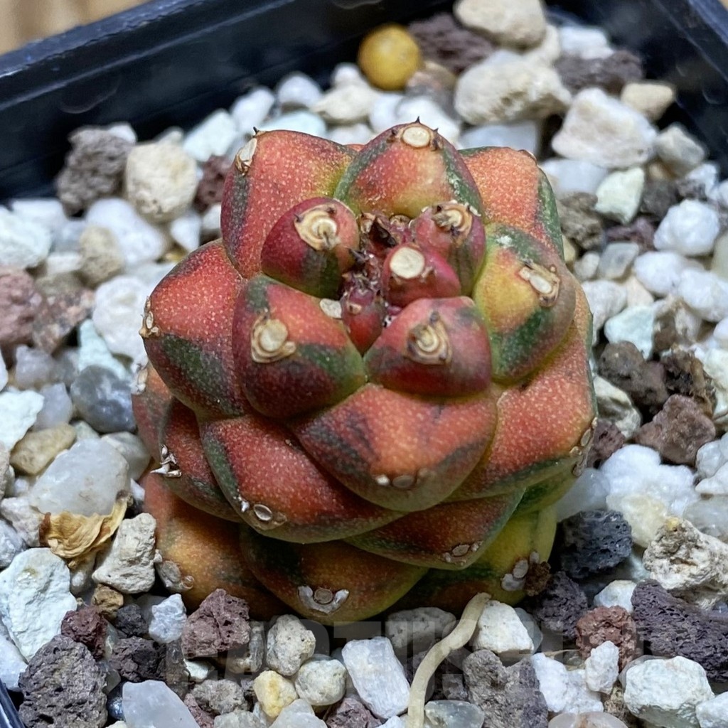SH18920 Monadenium ritchiei f. variegata