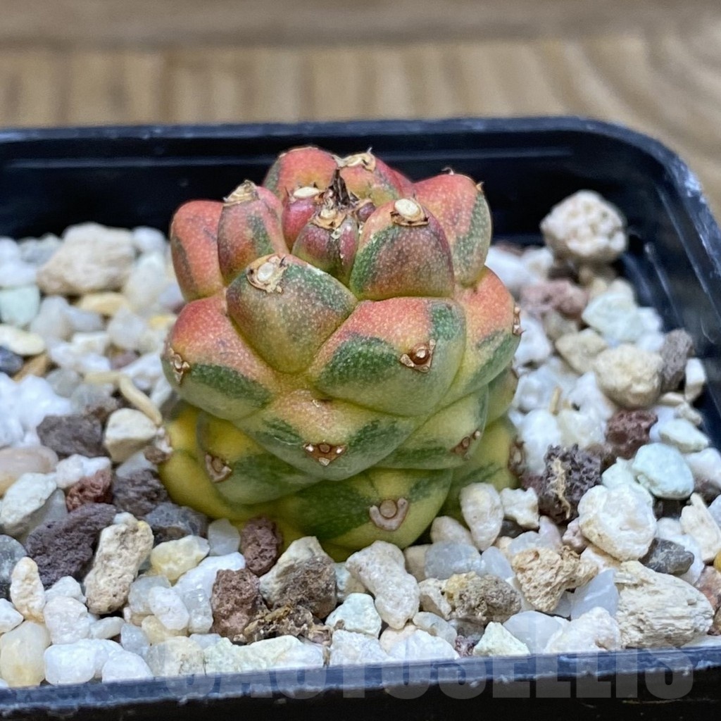 SH18920 Monadenium ritchiei f. variegata - Image 2