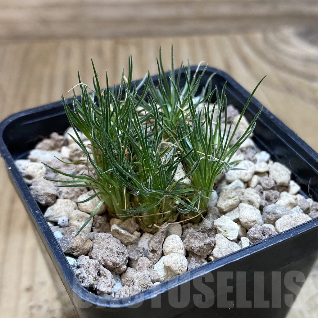 SH18922 Ornithogalum sardienii - Image 2