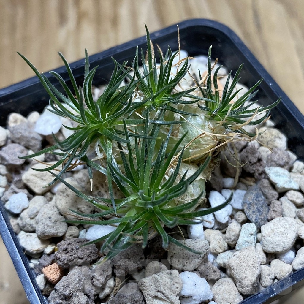 SH18923 Ornithogalum sardienii