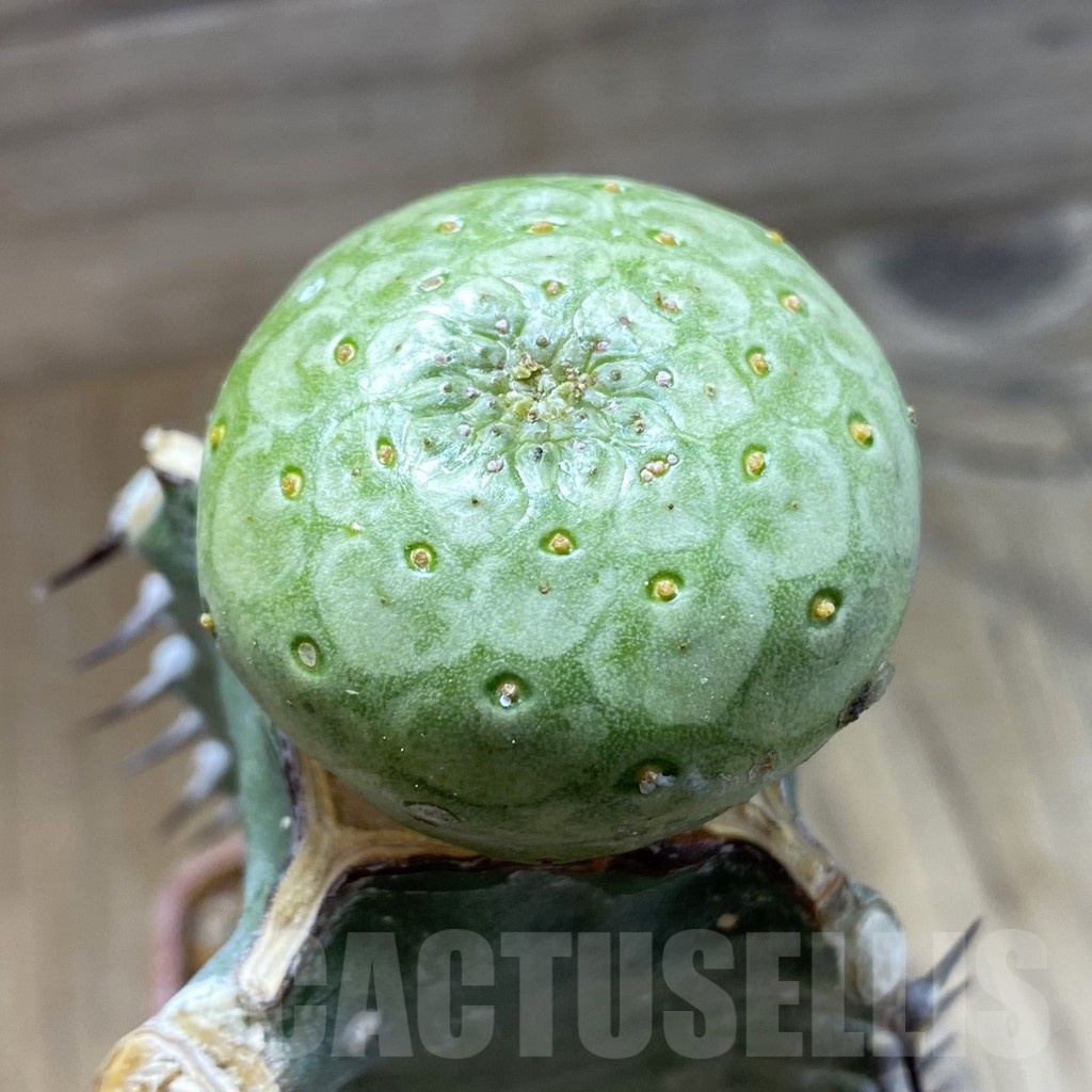 SH18880 Euphorbia turbiniformis, grafted