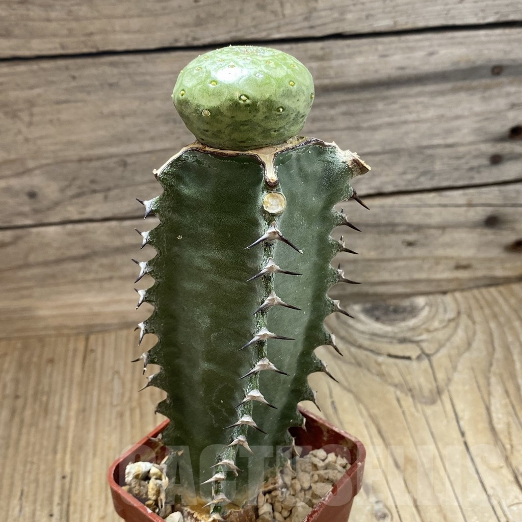 SH18880 Euphorbia turbiniformis, grafted - Image 2