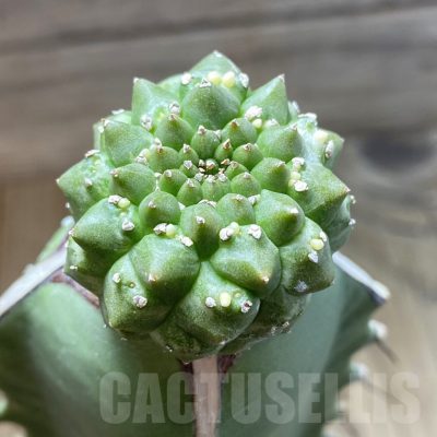 SH18876 Euphorbia gymnocalycioides, grafted