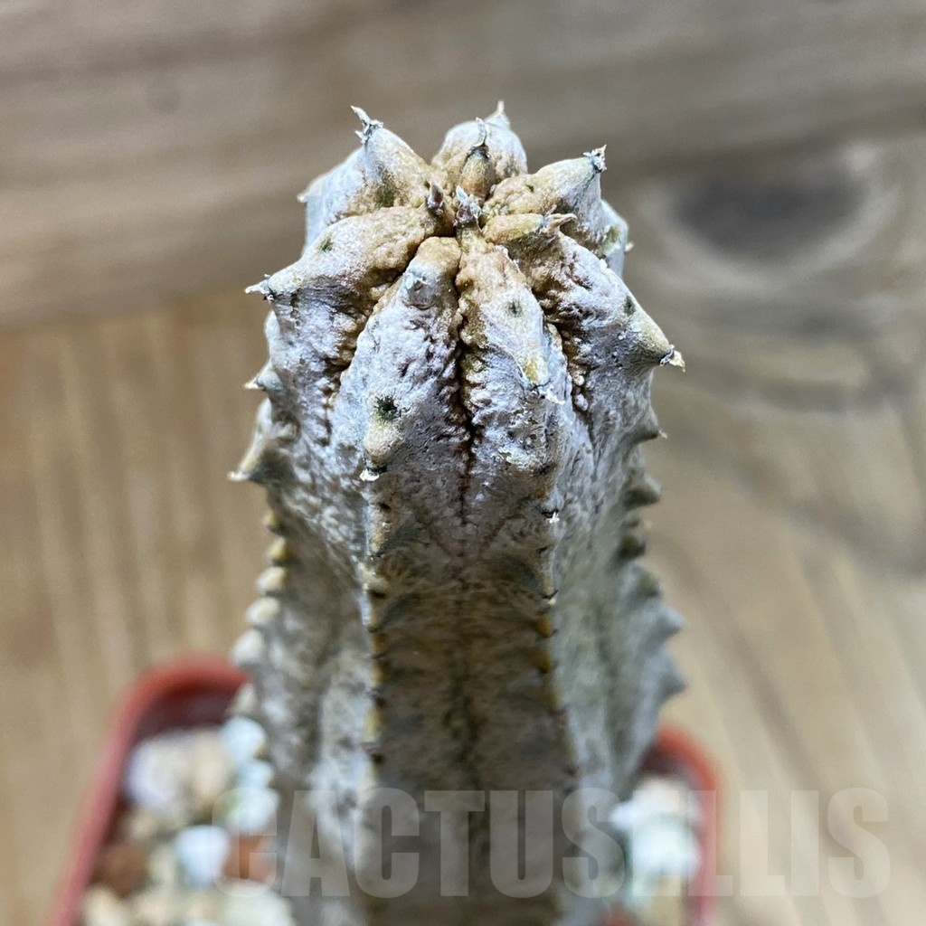SH18884 Euphorbia abdelkuri