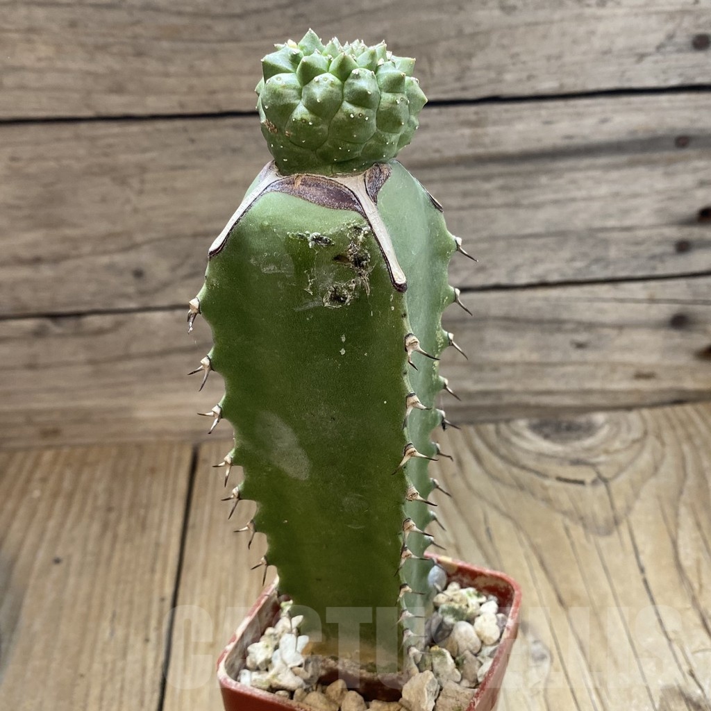 SH18876 Euphorbia gymnocalycioides, grafted - Image 2