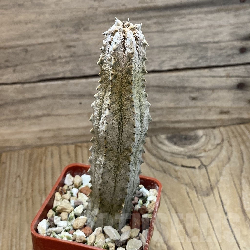 SH18884 Euphorbia abdelkuri - Image 2