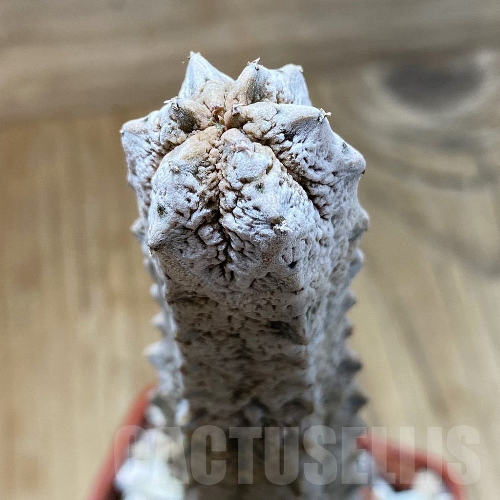 SH18885 Euphorbia abdelkuri