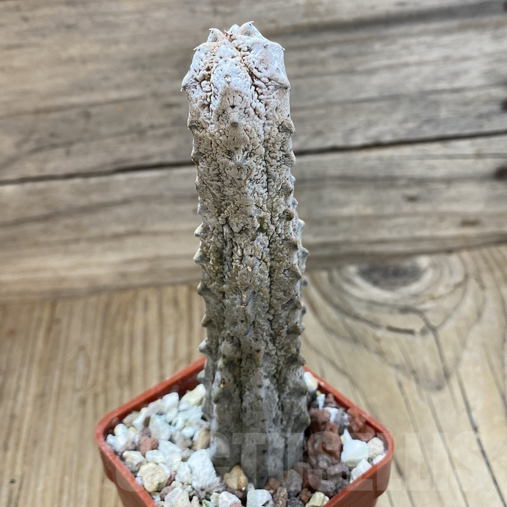 SH18885 Euphorbia abdelkuri - Image 2